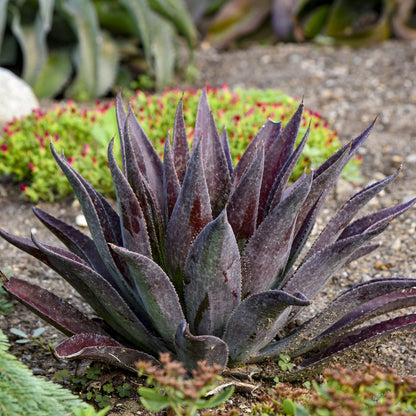 Art & Sol™ 'Thunderbird' Mangave is a drought-tolerant succulent with pointed purple and green leaves, thriving in sandy soil - Photo Courtesy of Walters Gardens, Inc.