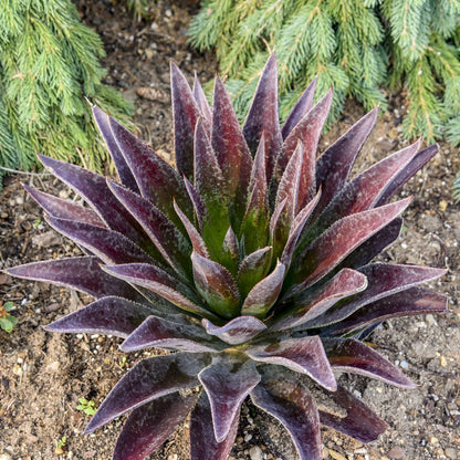 The Art & Sol™ 'Thunderbird' Mangave features large, spiky reddish-purple leaves and thrives in soil. Bordered by green needle-like foliage - Photo Courtesy of Walters Gardens, Inc.