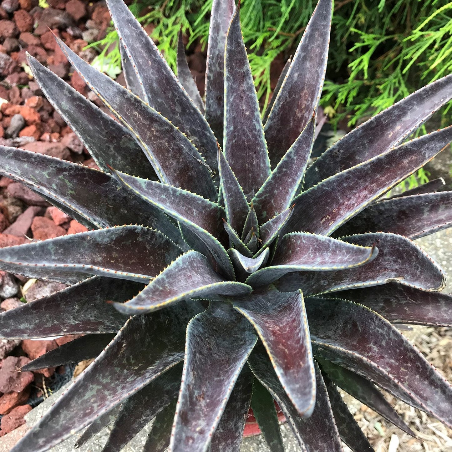 A close-up top view of Art & Sol™ 'Thunderbird' Mangave, a drought-tolerant succulent with dark purple, spiky rosettes, set among reddish-brown rocks and green foliage - Photo Courtesy of Walters Gardens, Inc.