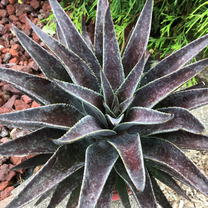 A close-up top view of Art & Sol™ 'Thunderbird' Mangave, a drought-tolerant succulent with dark purple, spiky rosettes, set among reddish-brown rocks and green foliage - Photo Courtesy of Walters Gardens, Inc.