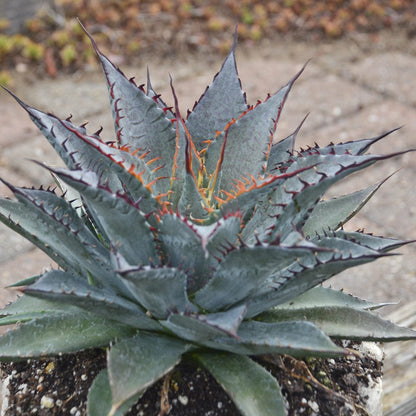 A close-up of the Art & Sol™ 'Tooth Fairy' Mangave shows its striking blue-green rosette with brownish-red edged leaves, potted and set against a blurred background of pavement and out-of-focus greenery - Photo Courtesy of Walters Gardens, Inc. Decorative pot not included.