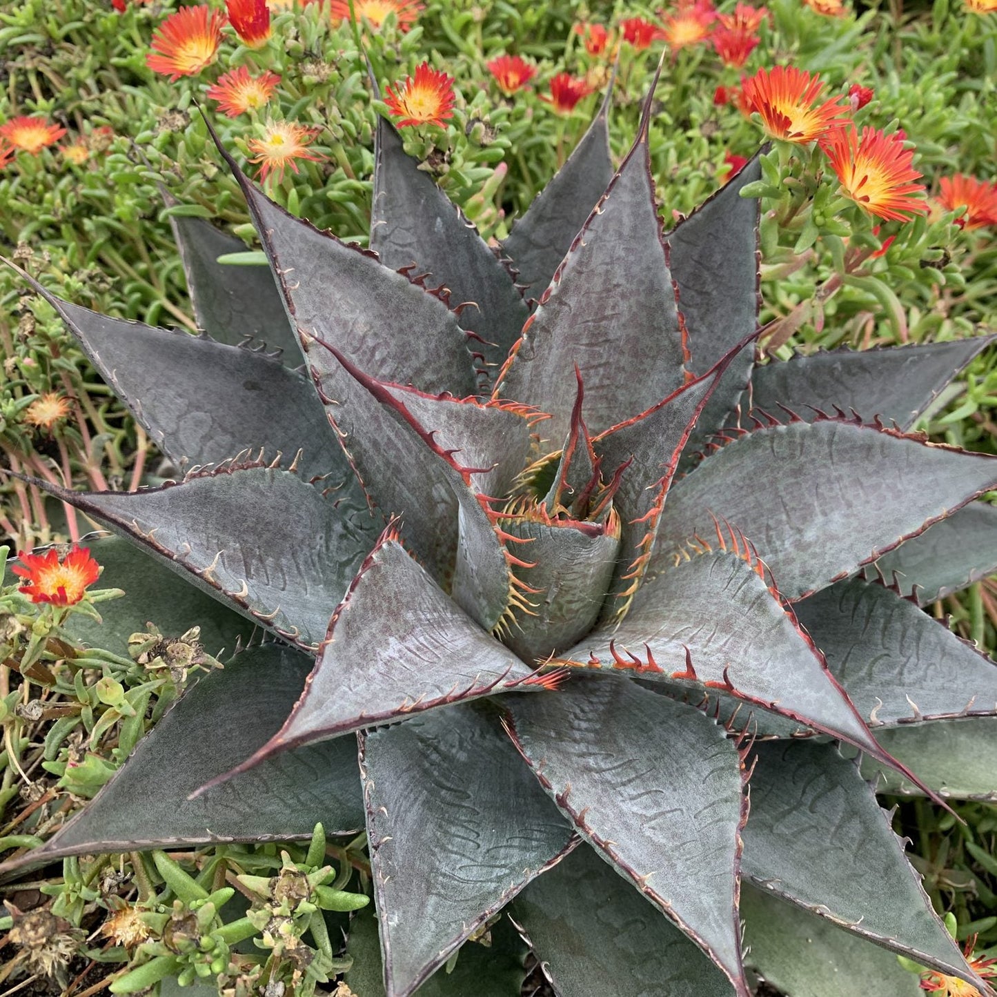 Art & Sol™ 'Tooth Fairy' Mangave has spiky, grayish-green, blue-green rosettes with reddish edges and is beautifully surrounded by small orange-yellow flowers and drought-tolerant succulents - Photo Courtesy of Walters Gardens, Inc.
