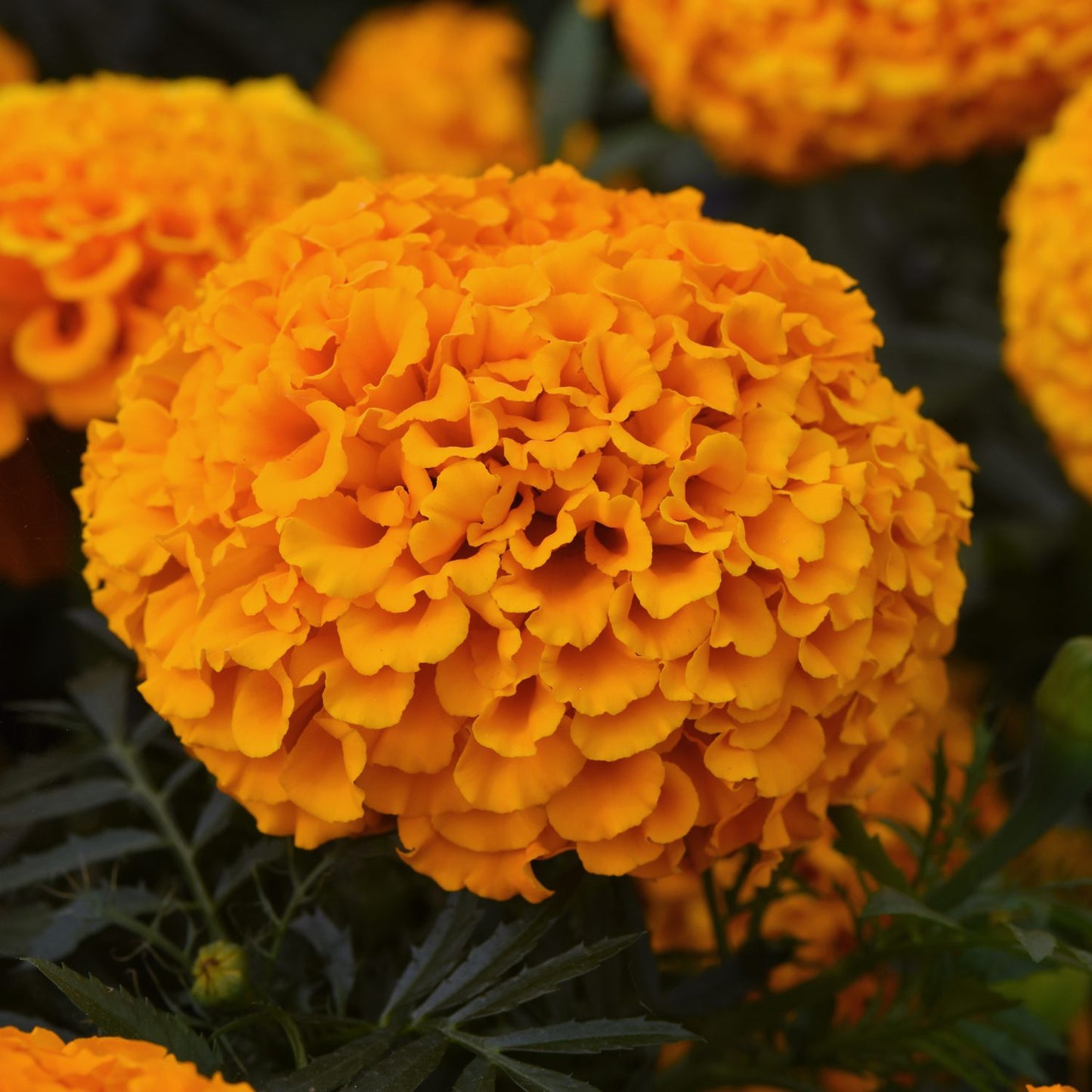 A close-up of Marvel II Orange Marigold (Tagetes) with ruffled, extra-large orange blooms and green leaves in the background - Photo Courtesy of Ball Horticulture, Inc.