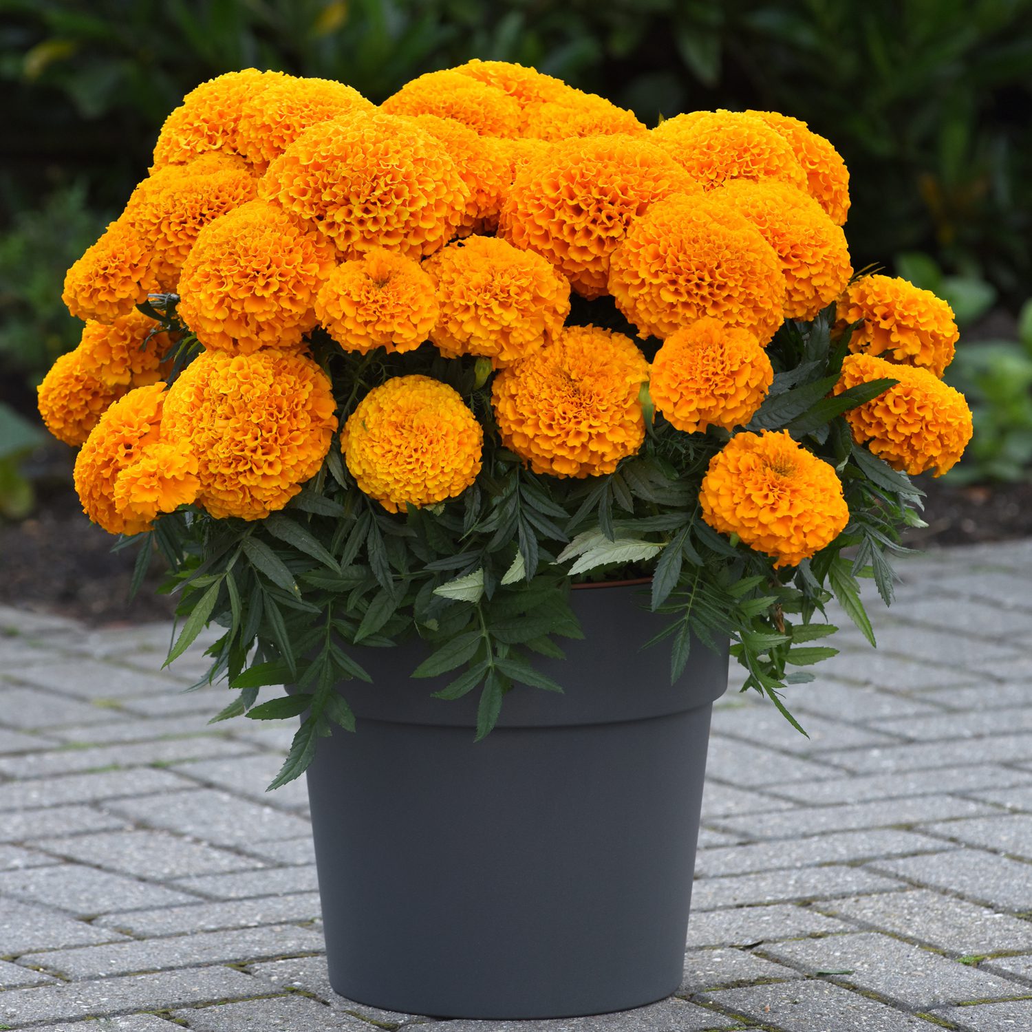 A Marvel II Orange Marigold (Tagetes) in a gray flower pot, with extra-large, deer and rabbit resistant blooms, sits on stone pavement surrounded by green leaves and blurred greenery in the background - Photo Courtesy of Ball Horticulture, Inc. Decorative pot not included.