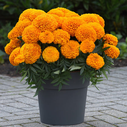 A Marvel II Orange Marigold (Tagetes) in a gray flower pot, with extra-large, deer and rabbit resistant blooms, sits on stone pavement surrounded by green leaves and blurred greenery in the background - Photo Courtesy of Ball Horticulture, Inc. Decorative pot not included.