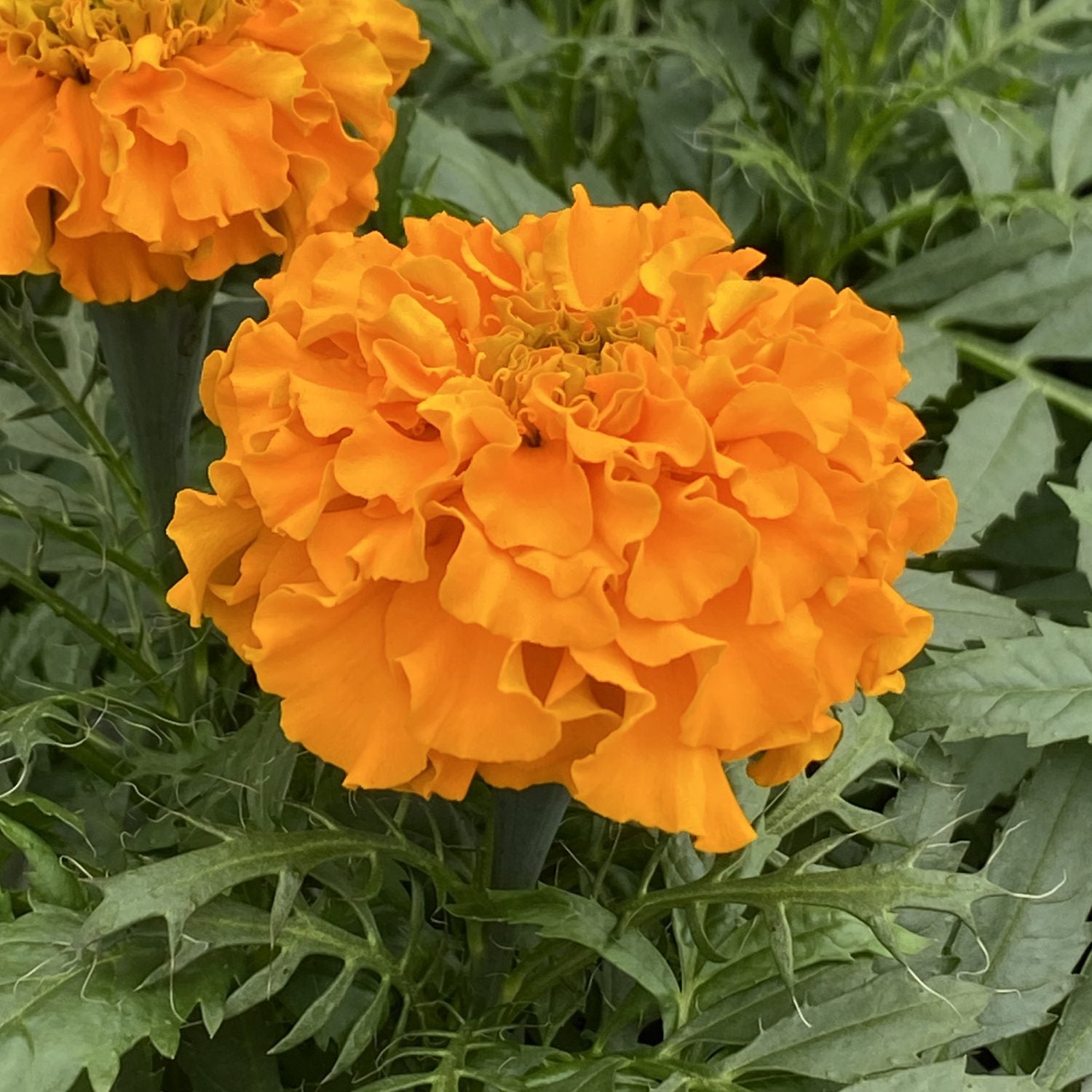 Close-up of a Marvel II Orange Marigold (Tagetes) with bright orange, extra-large ruffled blooms amid green foliage - Photo Property of Garden Crossings LLC.