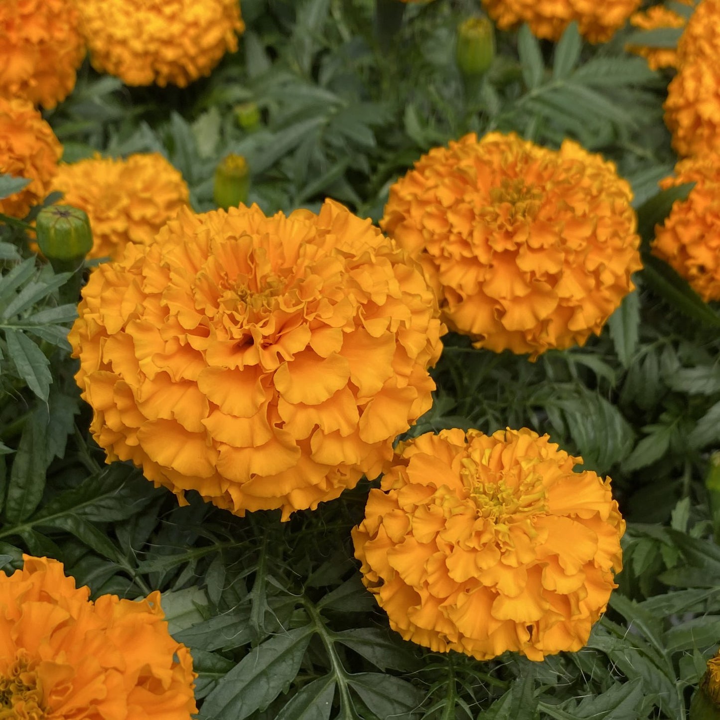 Marvel II Orange Marigold (Tagetes) features bright orange, extra-large ruffled blooms and dense green foliage - Photo Property of Garden Crossings LLC.