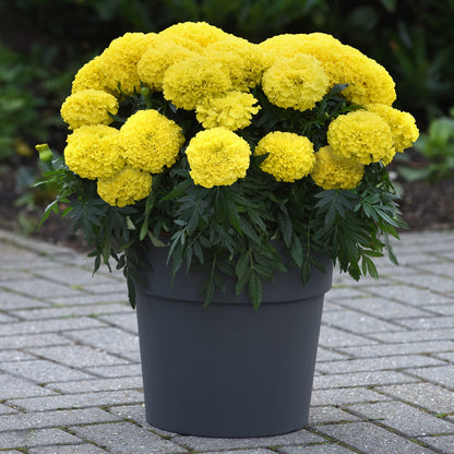 Marvel II Yellow Marigold (Tagetes) - Photo Courtesy of Ball Horticulure, Inc.