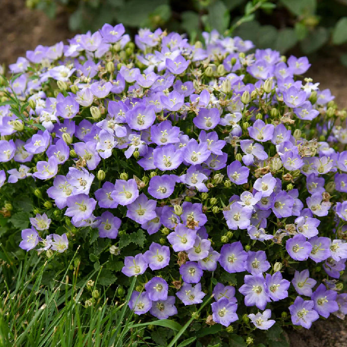 Mini Marvels Twilight Bellflower with light purple blooms and dense green foliage