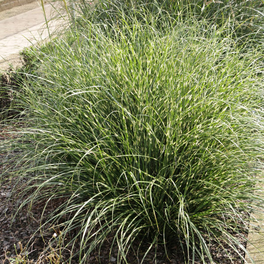 Bandwidth' Maiden Grass (Miscanthus) - Photo Courtesy of Ball Horticulure, Inc.