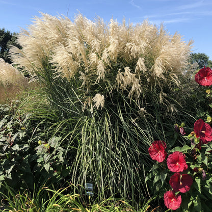 Encore' Maiden Grass (Miscanthus) - Photo Property of Garden Crossings LLC