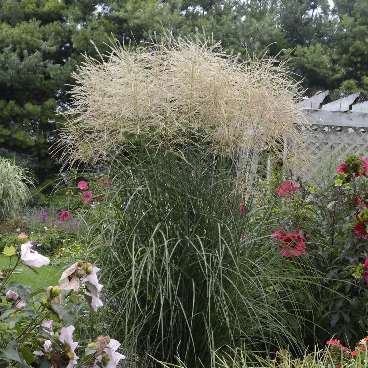 Encore' Maiden Grass (Miscanthus) - Photo Courtesy of Walters Gardens, Inc.