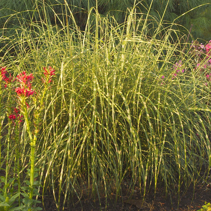 Little Zebra' Maiden Grass (Miscanthus) - Photo Courtesy of Walters Gardens, Inc.