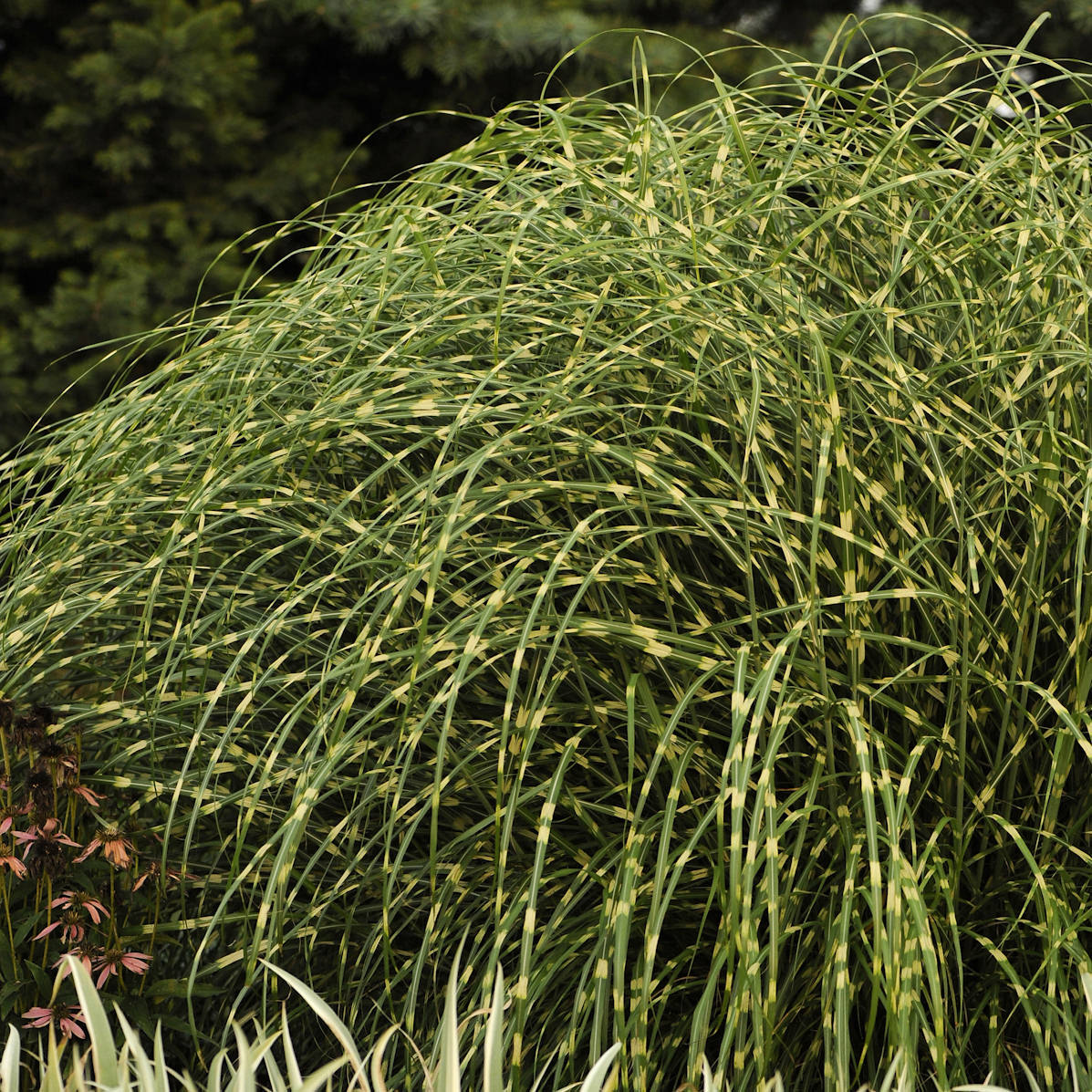 Little Zebra' Maiden Grass (Miscanthus) - Photo Courtesy of Walters Gardens, Inc.