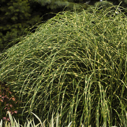 A dense clump of 'Little Zebra' Maiden Grass (Miscanthus), this compact ornamental grass has thin green leaves with yellow stripes, standing out against a blurred backdrop of darker foliage - Photo Courtesy of Walters Gardens, Inc.