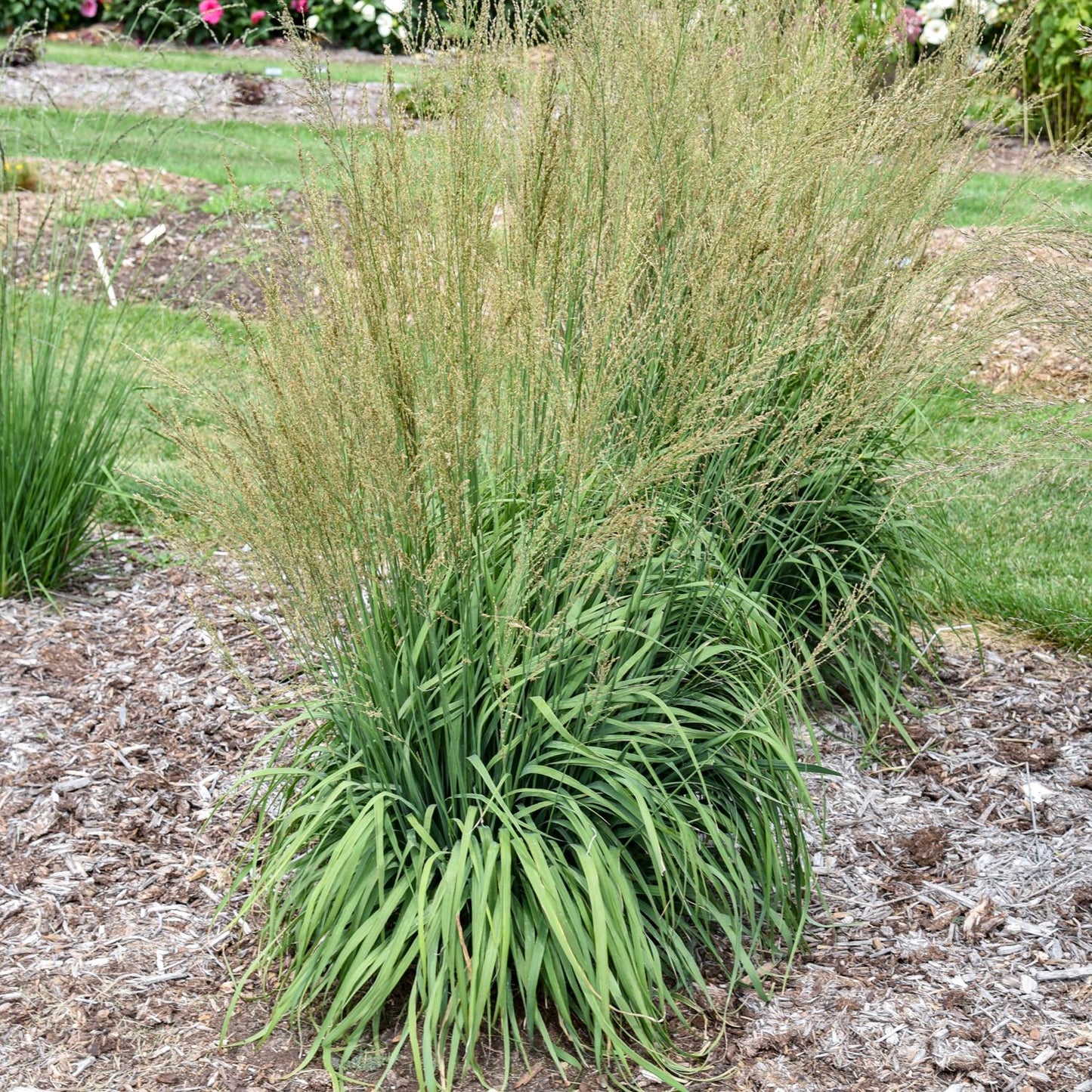 Prairie Winds® 'Rocket Power' Moor Grass (Molinia) - Photo Courtesy of Walters Gardens, Inc.