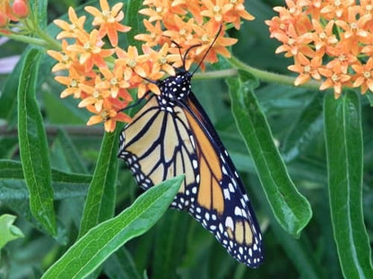 A monarch butterfly with orange and black wings rests on a cluster of orange milkweed flowers, surrounded by green leaves - 