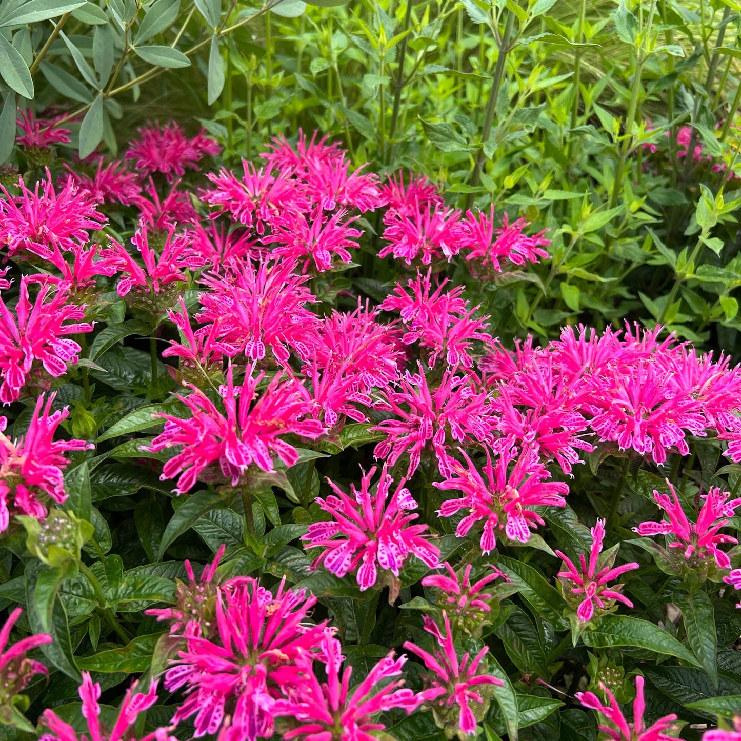 'Leading Lady Pink' Bee Balm (Monarda) features bright pink, spiky blooms densely clustered among lush green foliage - Photo Property of Garden Crossings LLC.