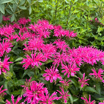 'Leading Lady Pink' Bee Balm (Monarda) features bright pink, spiky blooms densely clustered among lush green foliage - Photo Property of Garden Crossings LLC.