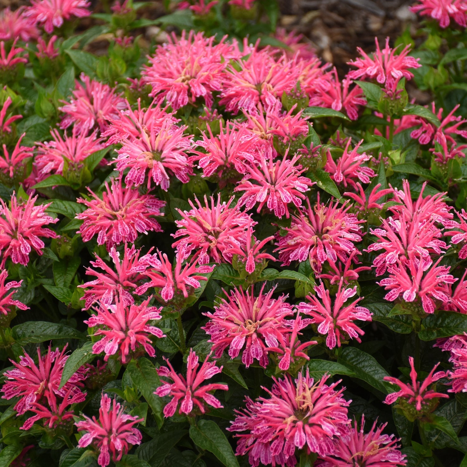 'Leading Lady Pink' Bee Balm (Monarda) features clusters of vibrant pink, spiky-petaled flowers that stand out among green foliage - Photo Courtesy of Proven Winners, Inc.
