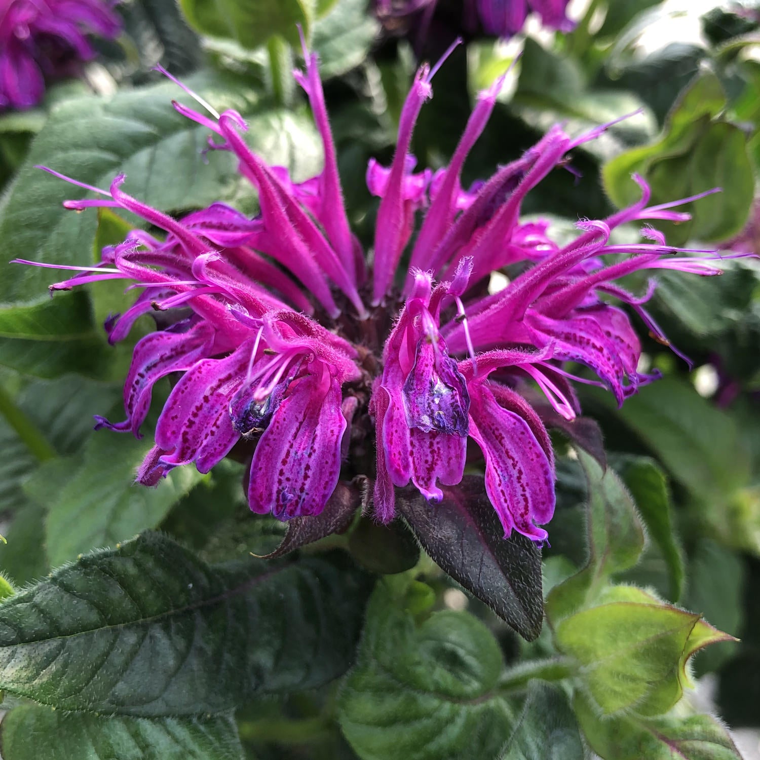 Leading Lady Plum' Bee Balm (Monarda) - Photo Property of Garden Crossings LLC