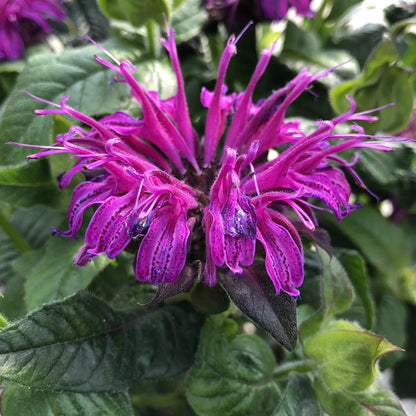 Leading Lady Plum' Bee Balm (Monarda) - Photo Property of Garden Crossings LLC