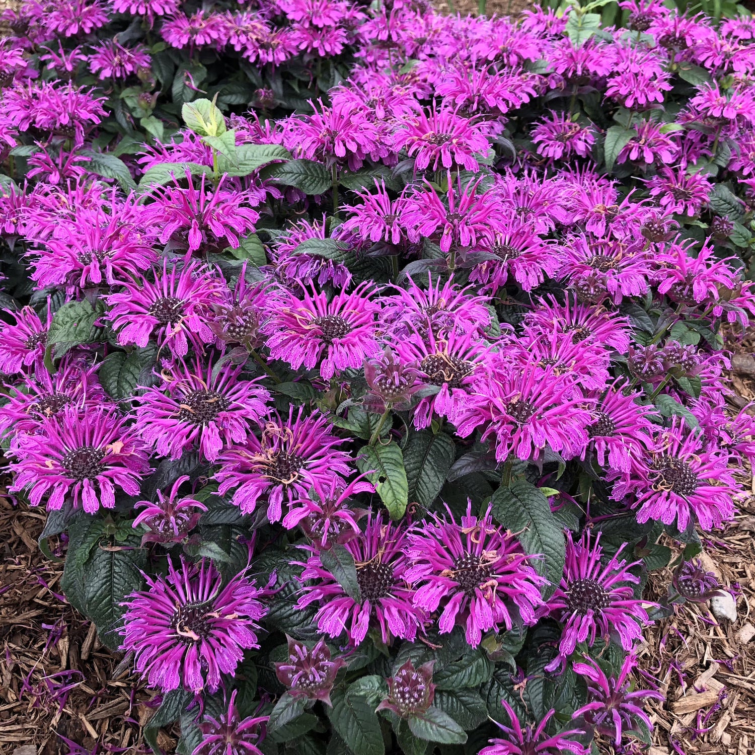 Leading Lady Plum' Bee Balm (Monarda) - Photo Property of Garden Crossings LLC