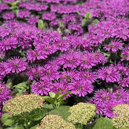 Leading Lady Plum' Bee Balm (Monarda) - Photo Property of Garden Crossings LLC