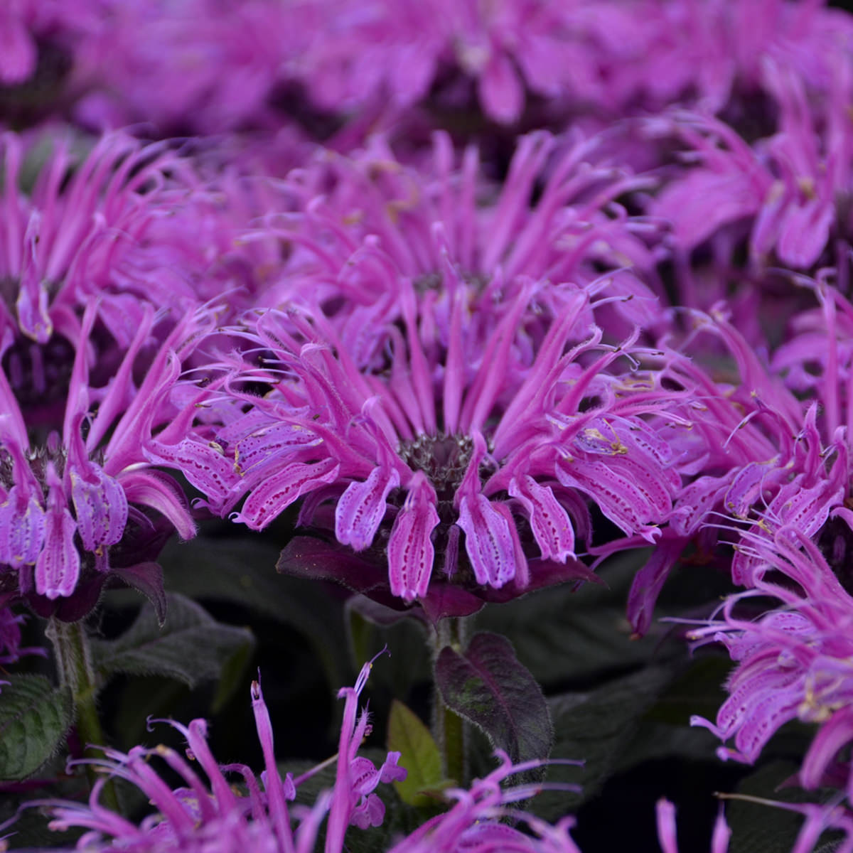 Leading Lady Plum' Bee Balm (Monarda) - Photo Courtesy of Proven Winners, Inc.