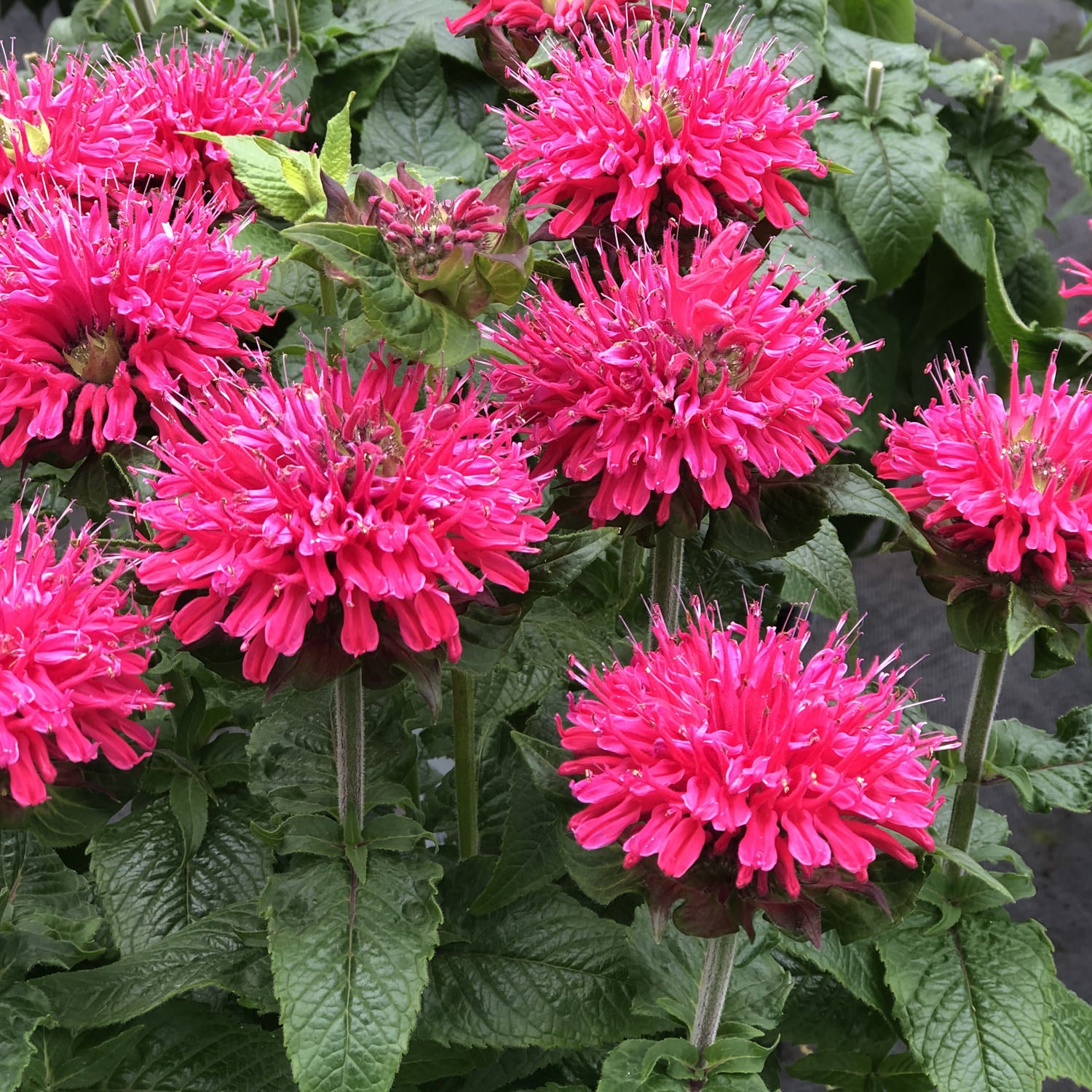 Pardon My Cerise' Bee Balm (Monarda) - Photo Property of Garden Crossings LLC