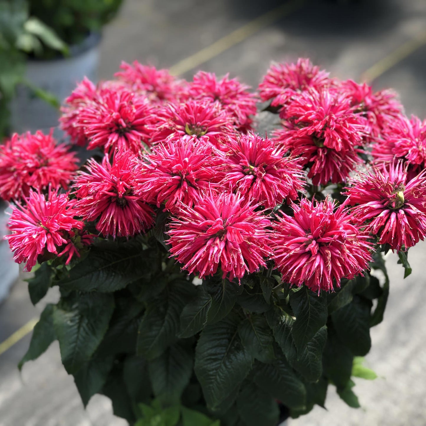 Pardon My Cerise' Bee Balm (Monarda) - Photo Property of Garden Crossings LLC