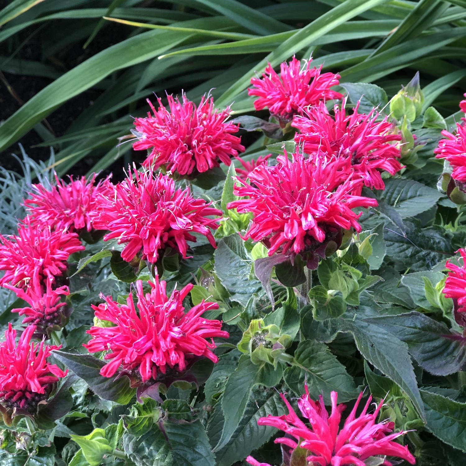 Pardon My Cerise' Bee Balm (Monarda) - Photo Property of Garden Crossings LLC