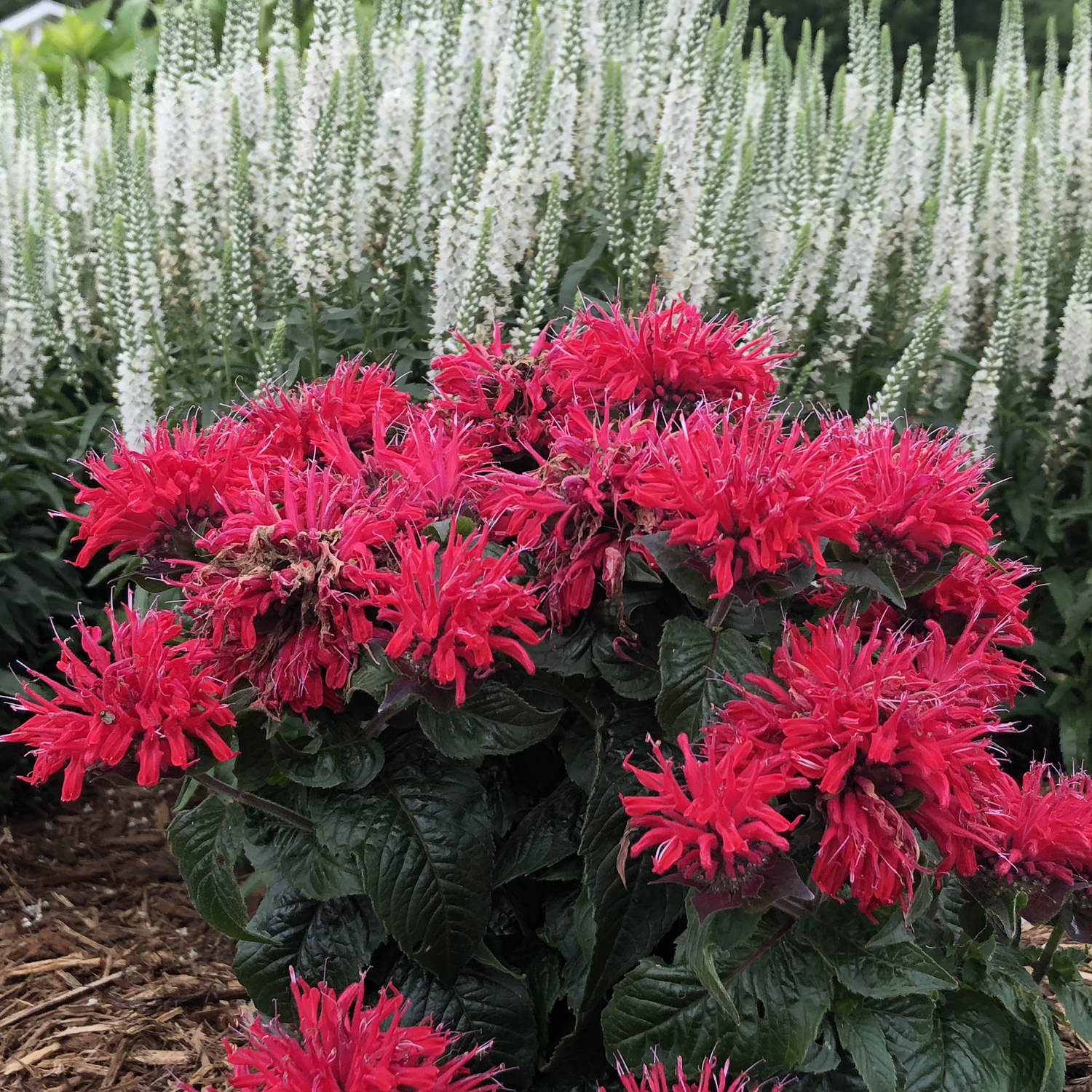 'Pardon My Cerise' Bee Balm (Monarda) - Thumbnail 4