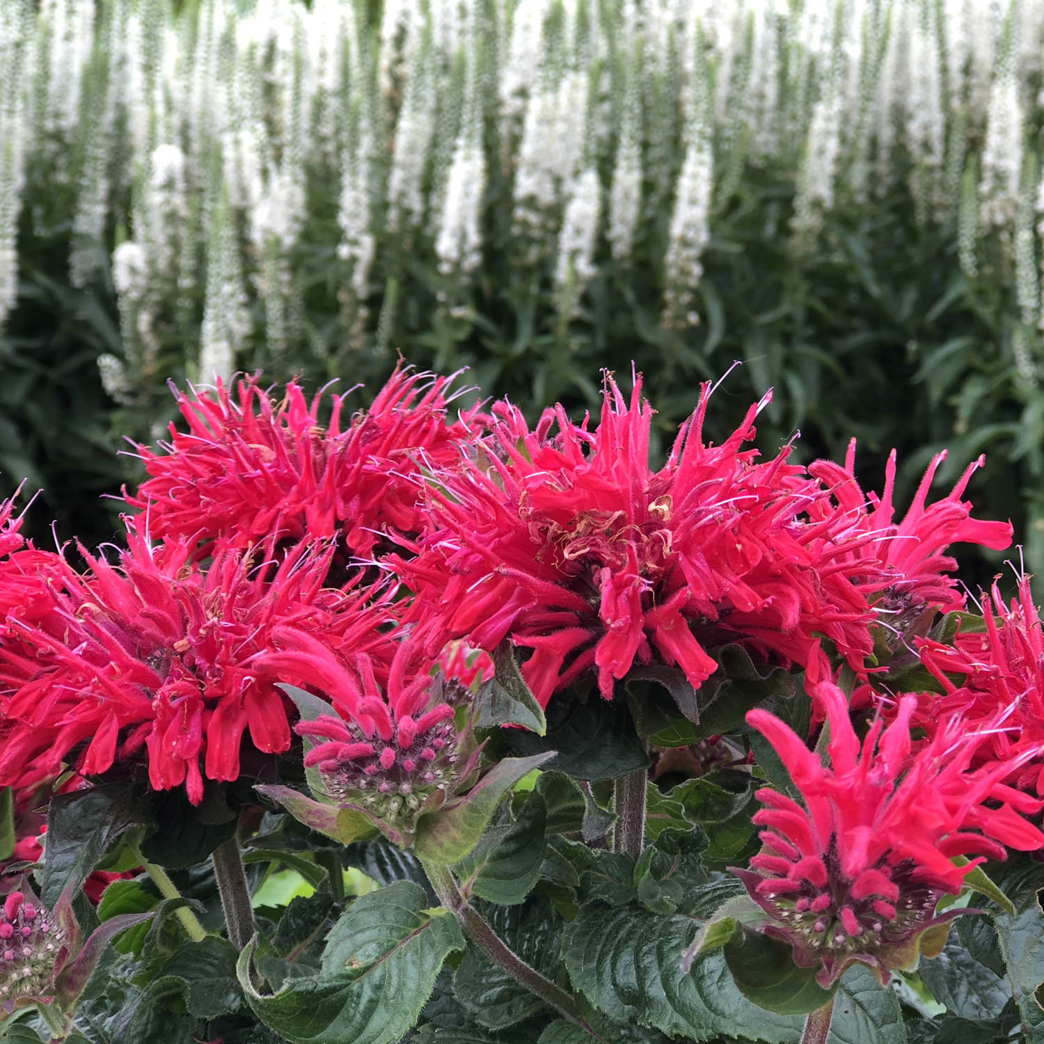 'Pardon My Cerise' Bee Balm (Monarda) - Thumbnail 3