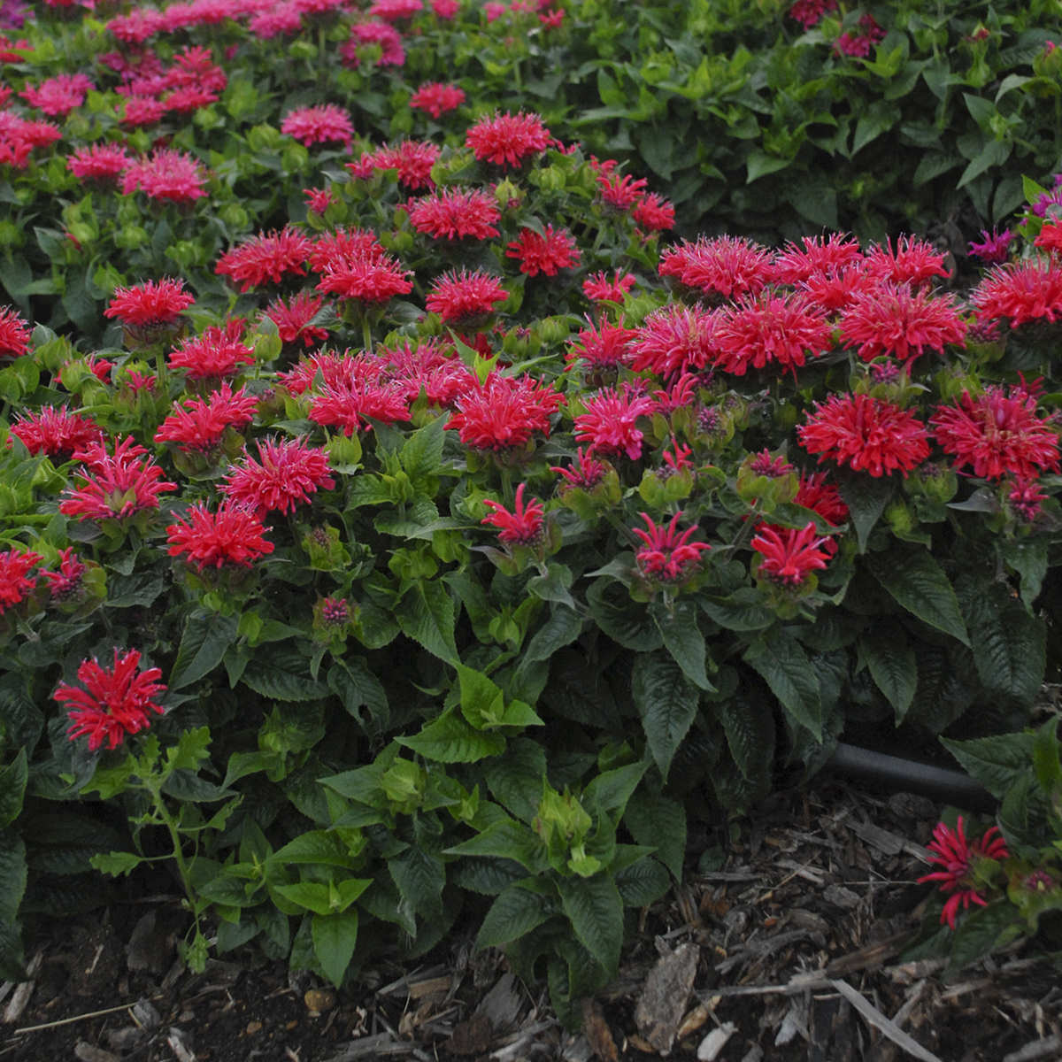 Pardon My Cerise' Bee Balm (Monarda) - Photo Courtesy of Proven Winners, Inc.