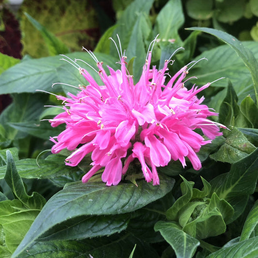 Close-up of a single ‘Pardon My Pink’ Monarda, a vibrant pink perennial with long tubular petals and spiky stamens, nestled among lush green leaves - Photo Property of Garden Crossings LLC.