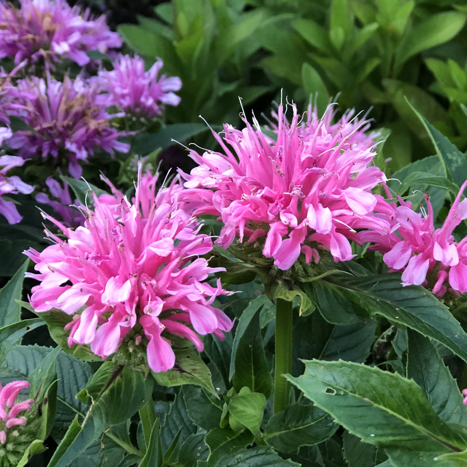 Pardon My Pink' Monarda - Photo Property of Garden Crossings LLC