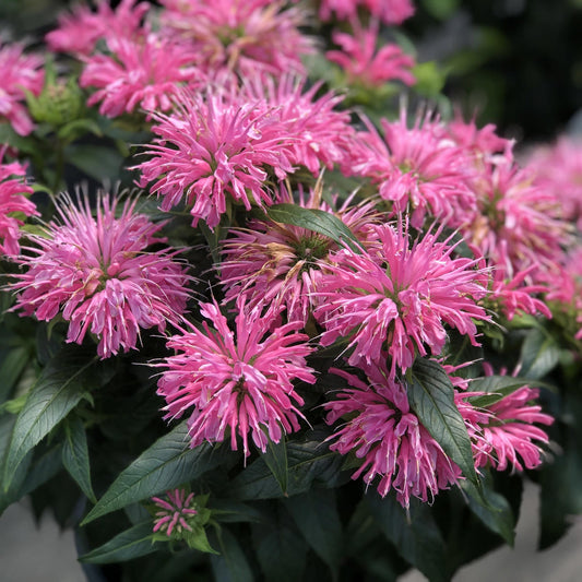 A close-up of 'Pardon My Pink' Monarda, featuring vibrant pink perennial blooms with long, thin petals and green leaves, brightens a garden setting - Photo Property of Garden Crossings LLC.