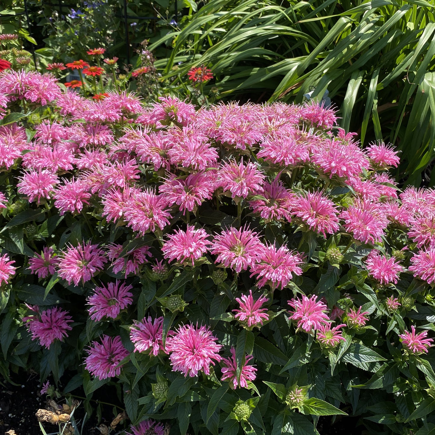 Pardon My Pink' Monarda - Photo Property of Garden Crossings LLC
