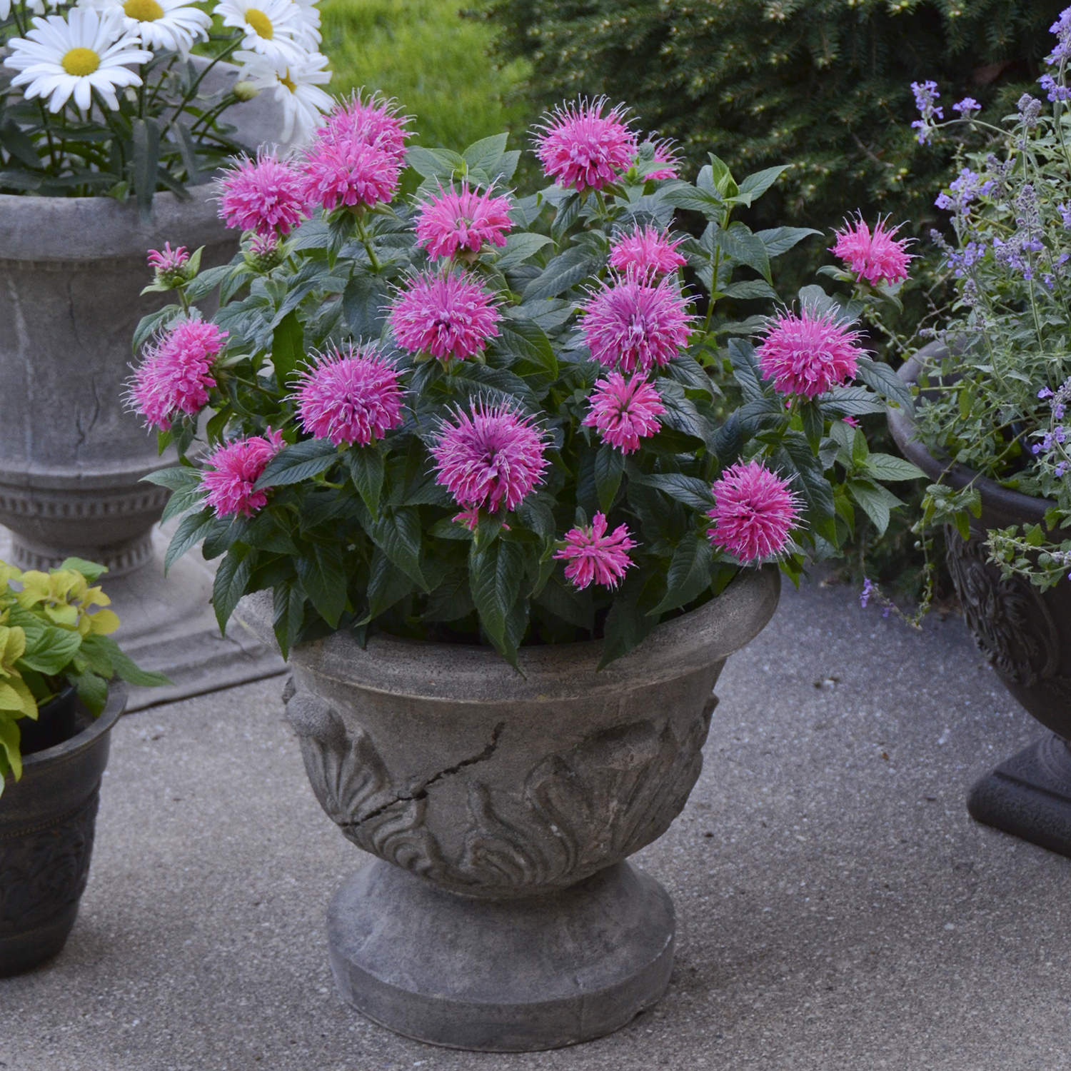Pardon My Pink' Monarda - Photo Courtesy of Proven Winners, Inc.