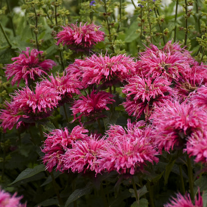 Pardon My Pink' Monarda - Photo Courtesy of Proven Winners, Inc.
