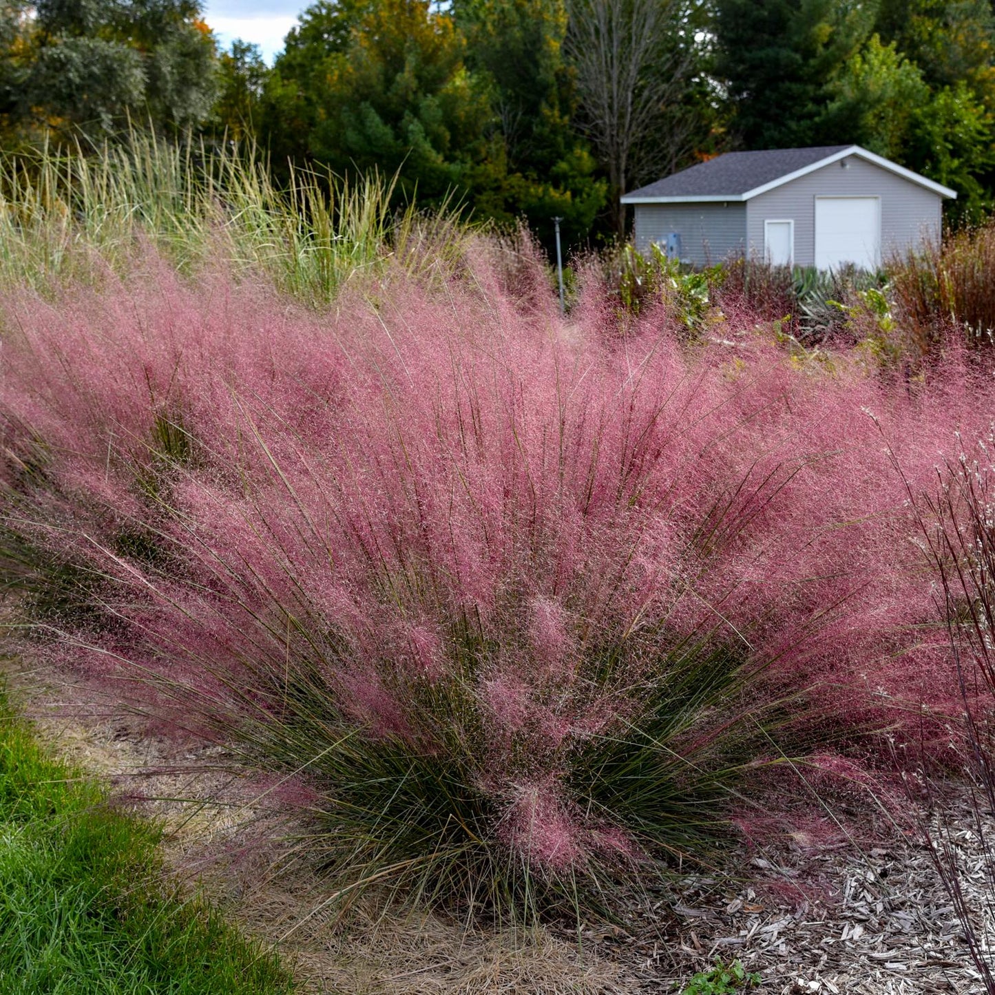 A large cluster of Prairie Winds® 'Candy Floss' Muhly Grass blooms in pinkish-purple clouds beside a small gray shed, surrounded by green trees and ornamental grass - Photo Courtesy of Walters Gardens, Inc.