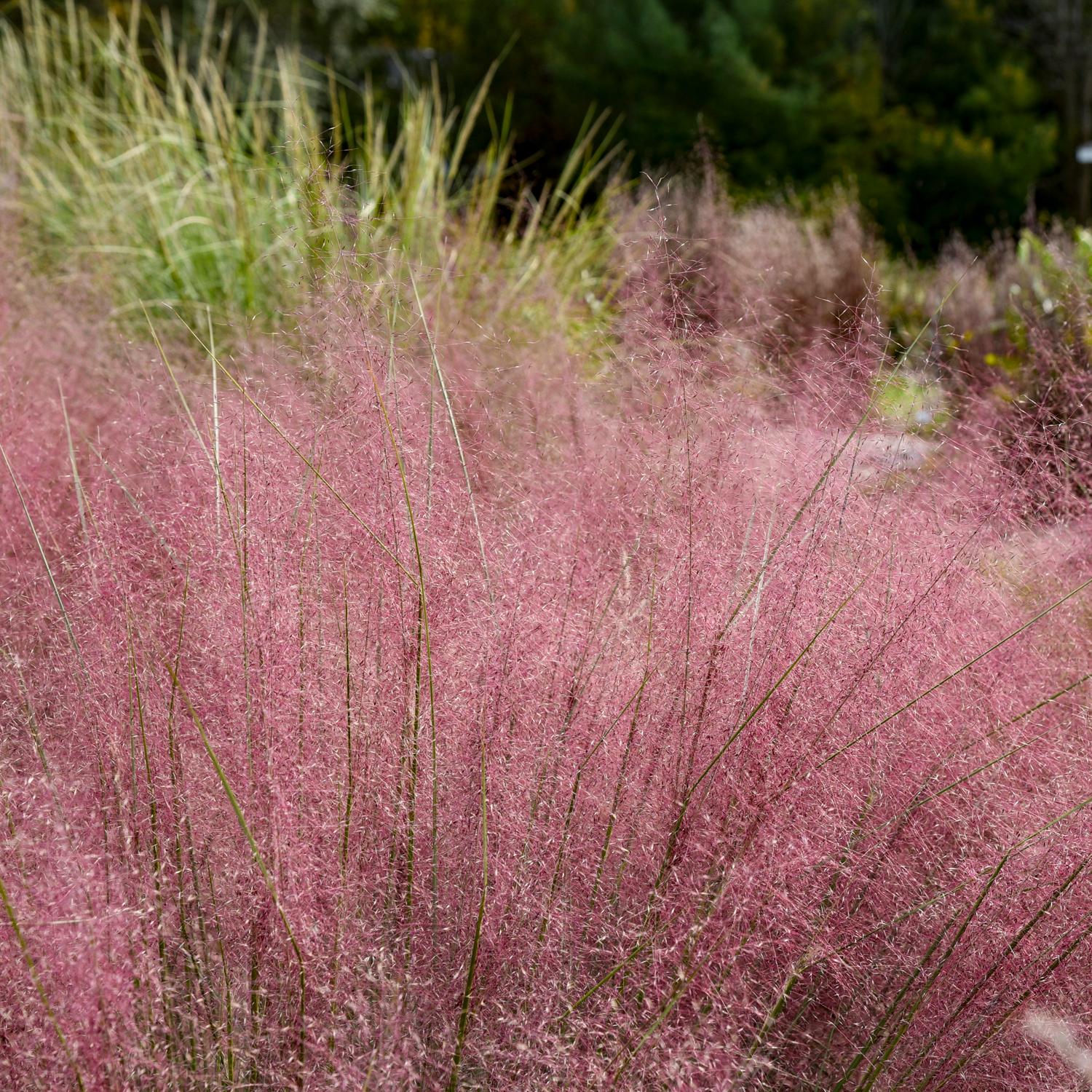 A field of Prairie Winds® 'Candy Floss' Muhly Grass (Muhlenbergia) displays wispy pink plumes, creating a soft, cloud-like effect with green ornamental grass and trees blurred in the background - Photo Courtesy of Walters Gardens, Inc.