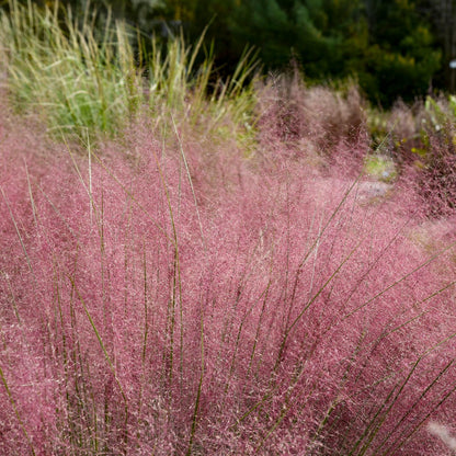 A field of Prairie Winds® 'Candy Floss' Muhly Grass (Muhlenbergia) displays wispy pink plumes, creating a soft, cloud-like effect with green ornamental grass and trees blurred in the background - Photo Courtesy of Walters Gardens, Inc.