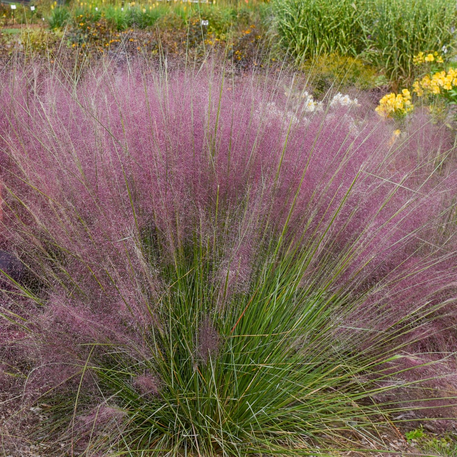 A large clump of Prairie Winds® 'Candy Floss' Muhly Grass (Muhlenbergia), with its airy pinkish-purple plumes, stands in a garden amid green grasses and yellow flowers in the background - Photo Courtesy of Walters Gardens, Inc.