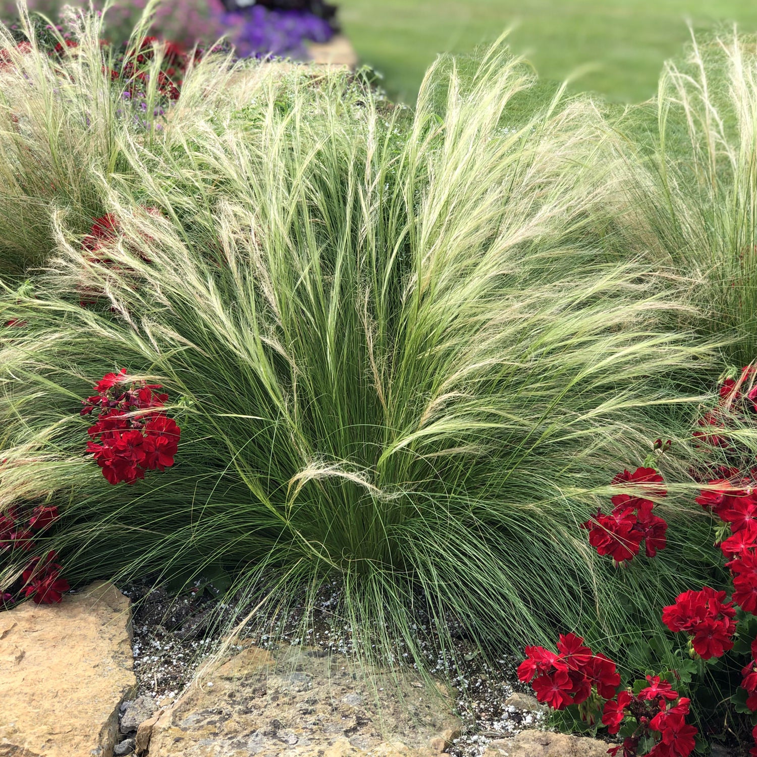 Mexican Feather Grass (Nassella), with its feathery green blades, grows among clusters of vibrant red flowers and tan rocks, set against a blurred green lawn and a backdrop of other plants - Photo Property of Garden Crossings LLC.