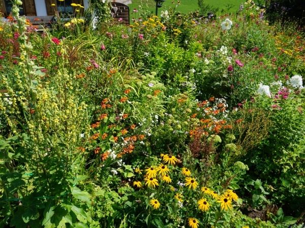 variety of native plans with red, yellow, and red blooms