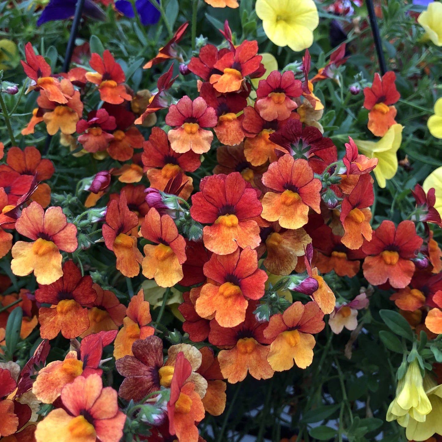 Sunsatia® Blood Orange™ Nemesia features vibrant orange and red flowers with yellow centers, set against lush green foliage - Photo Property of Garden Crossings LLC.