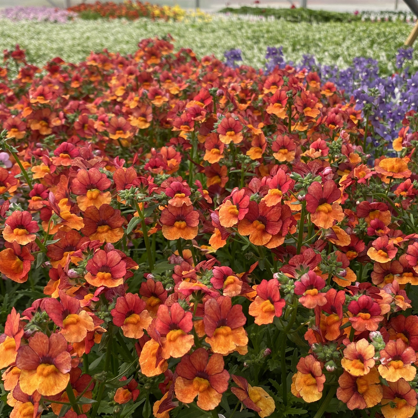A vibrant cluster of Sunsatia® Blood Orange™ Nemesia blooms in vivid orange-red fills the foreground, while blurred purple and white flowers create a colorful, lively garden scene - Photo Property of Garden Crossings LLC.