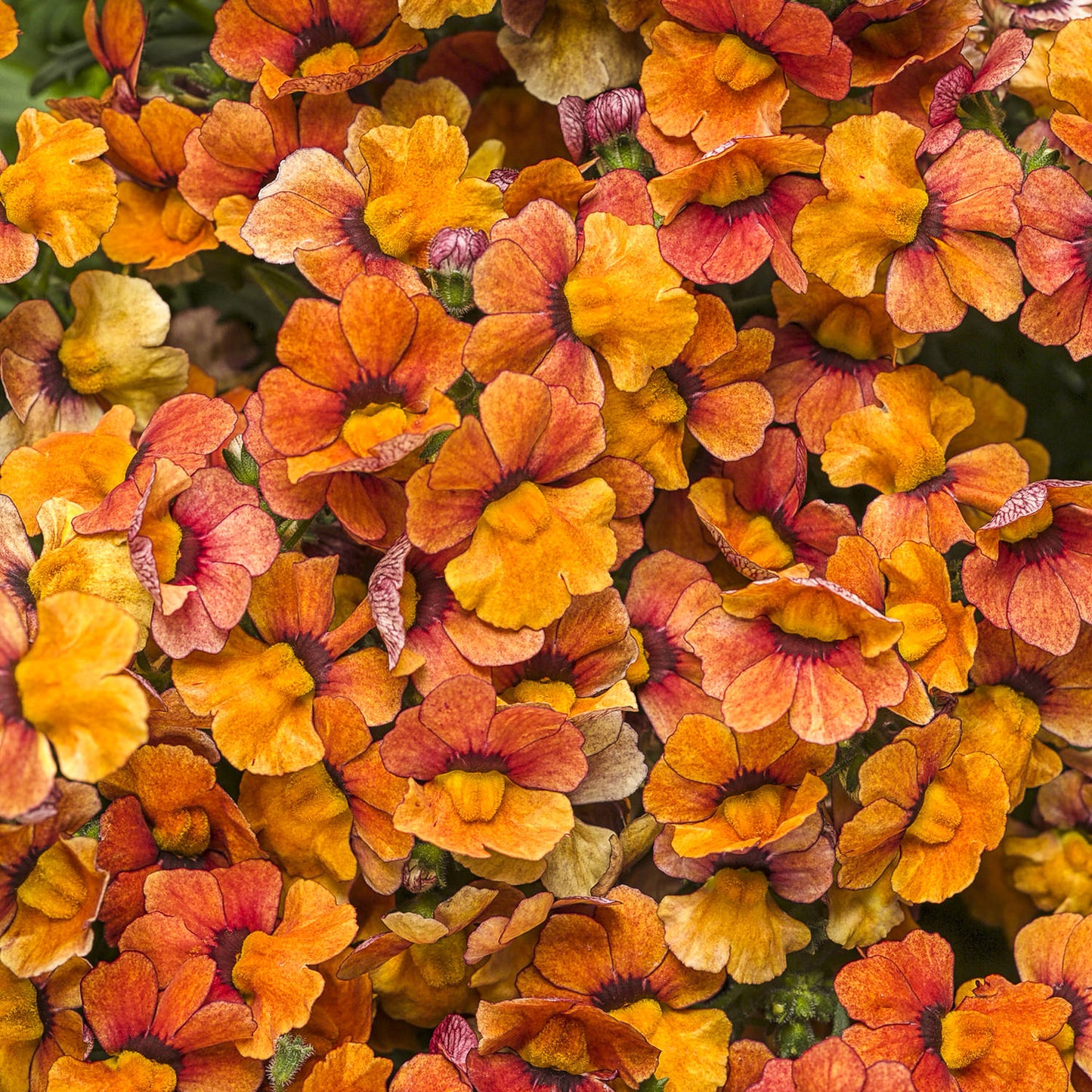 A dense cluster of vibrant orange and red Sunsatia® Blood Orange™ Nemesia blooms creates a rich, textured display filling spaces with warm tones and delicate petal patterns - Photo Courtesy of Proven Winners, Inc.